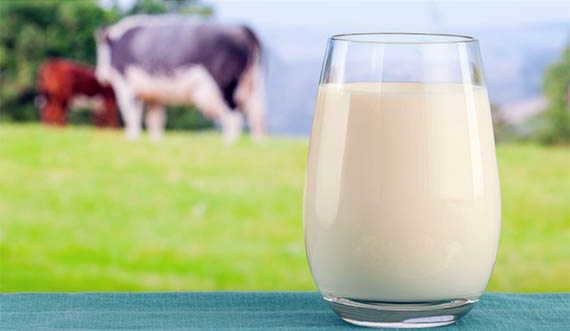 Буренки выходят на новый уровень: по результатам анализа рынка молока в Украине